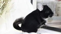 Există un miros atunci când conținutul de chinchilla